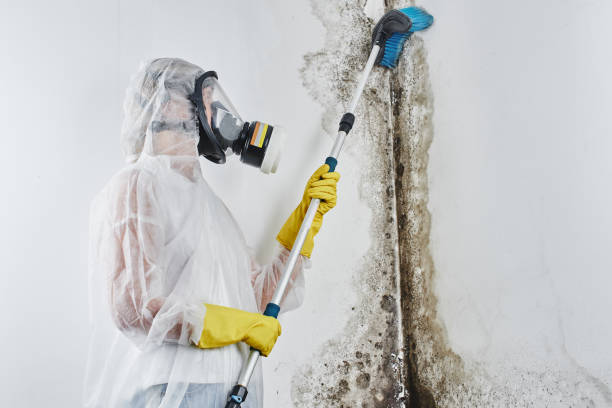 Mold Removal Process in North Redington Beach, FL